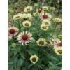 Purpursolhat 'Green Twister' Echinacea 'Green Twister' 1 Liter Potte -Montoz Butik p36667 41324 echinacea green twister 48aa