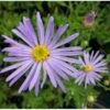 Asters 'Wunder Von Stäfa' Aster Frikartii 'Wunder Von Stäfa' 1 Liter Potte -Montoz Butik p3675 21406 aster frikartii wunder von staefa 7757