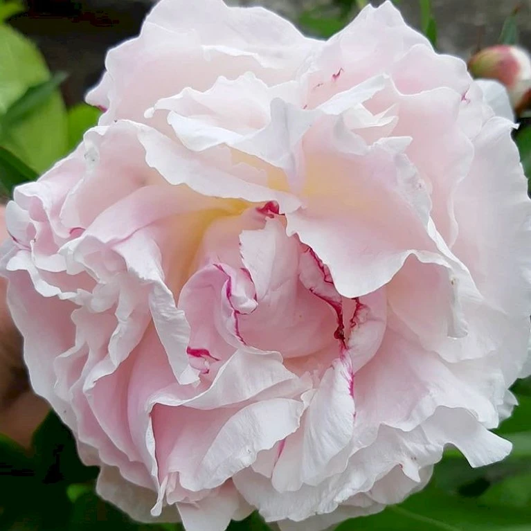 Silkepæon 'Shirley Temple' Paeonia Lactiflora 'Shirley Temple' 3,5 Liter Potte 3 Silkepæon 'Shirley Temple' Paeonia Lactiflora 'Shirley Temple' 3,5 Liter Potte