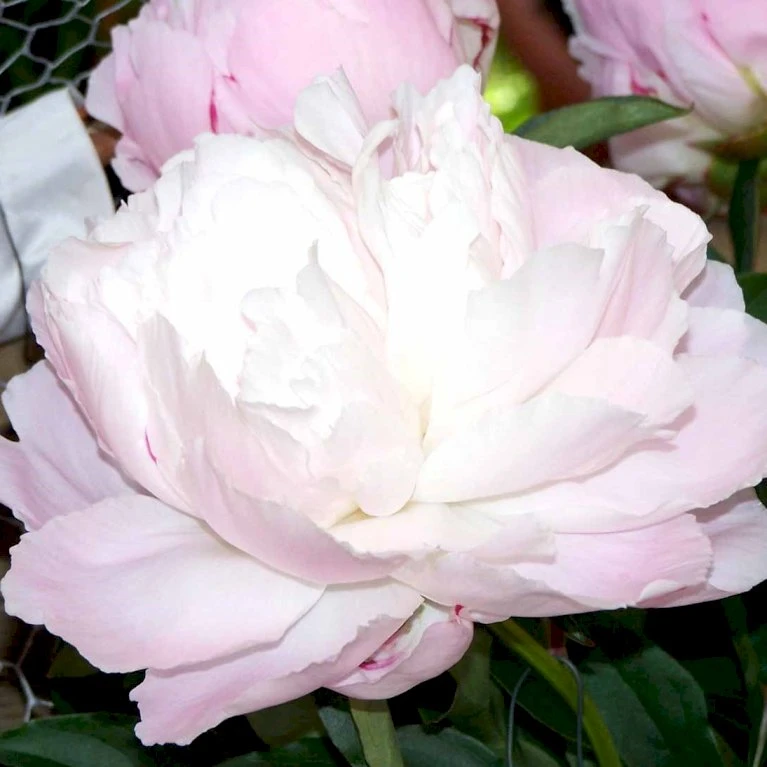 Silkepæon 'Shirley Temple' Paeonia Lactiflora 'Shirley Temple' 3,5 Liter Potte 5 Silkepæon 'Shirley Temple' Paeonia Lactiflora 'Shirley Temple' 3,5 Liter Potte - Billede 3