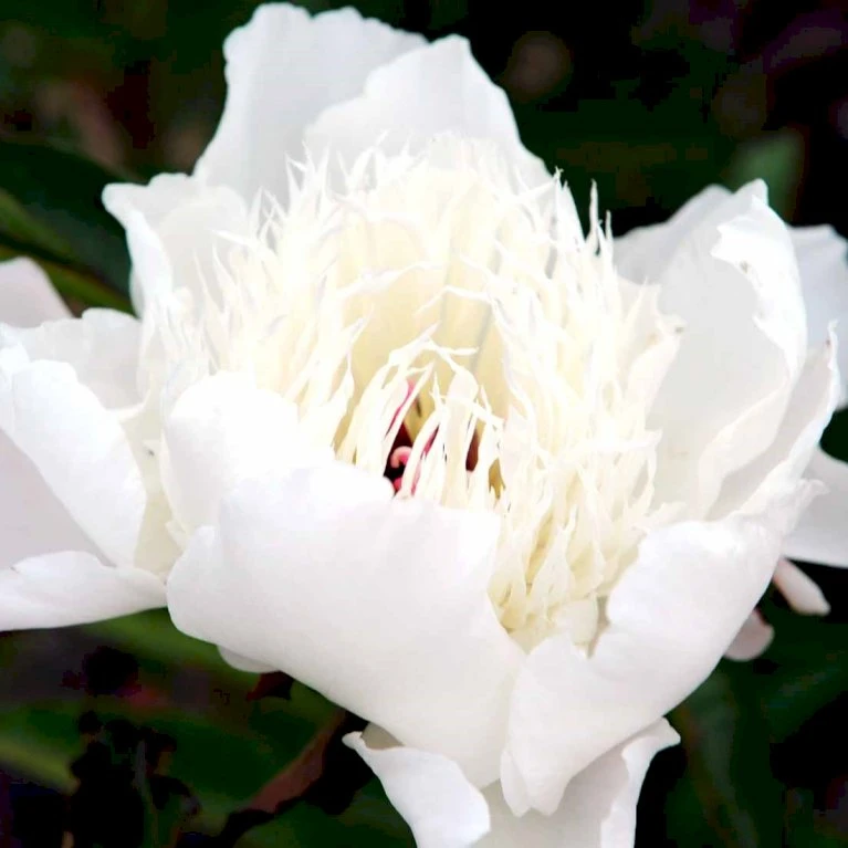 Silkepæon 'Shirley Temple' Paeonia Lactiflora 'Shirley Temple' 3,5 Liter Potte 6 Silkepæon 'Shirley Temple' Paeonia Lactiflora 'Shirley Temple' 3,5 Liter Potte - Billede 4