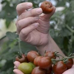 Kirsebærtomat 'Bronzy' Øko Solanum Lycopersicum 'Bronzy' Frøpose, Antal Pr. Pakke, Ca. 4 Stk. -Montoz Butik p36914 54680 solanum lycopersicum bronzy 9744