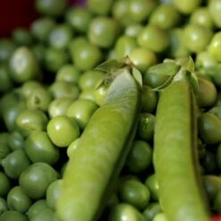 Lav Marvært 'Kelvedon Wonder' Øko Pisum Sativum 'Kelvedon Wonder' Frøpose, Antal Pr. Pakke, Ca. 50 Stk. 7 Lav Marvært 'Kelvedon Wonder' Øko Pisum Sativum 'Kelvedon Wonder' Frøpose, Antal Pr. Pakke, Ca. 50 Stk. -Montoz Butik p36915 54684 pisum sativum kelvedon wonder 1d44