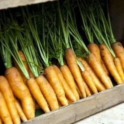 Vintergulerod 'Flakkée 2' Øko Daucus Carota L 'Flakkée 2' -Montoz Butik p36922 54615 daucus carota l flakkee 2 0782