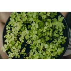 Bredbladet Persille 'Gigante D'Italia' Øko Petroselinum Crispum 'Gigante D'Italia' -Montoz Butik p36923 43147 image 6f0d