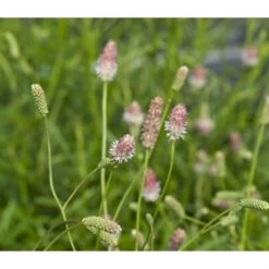 Kvæsurt 'Pink Tanna' Sanguisorba 'Pink Tanna' 1 Liter Potte -Montoz Butik p37013 43754 sanguisorba pink tanna d1b6