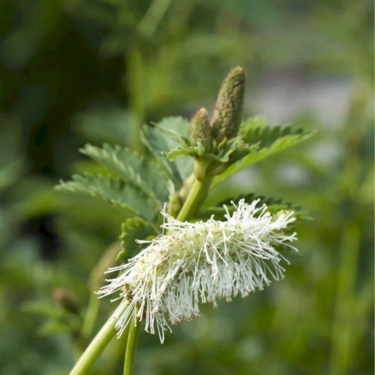 Kvæsurt 'Alba' Sanguisorba Obtusa 'Alba' 1 Liter Potte 3 Kvæsurt 'Alba' Sanguisorba Obtusa 'Alba' 1 Liter Potte