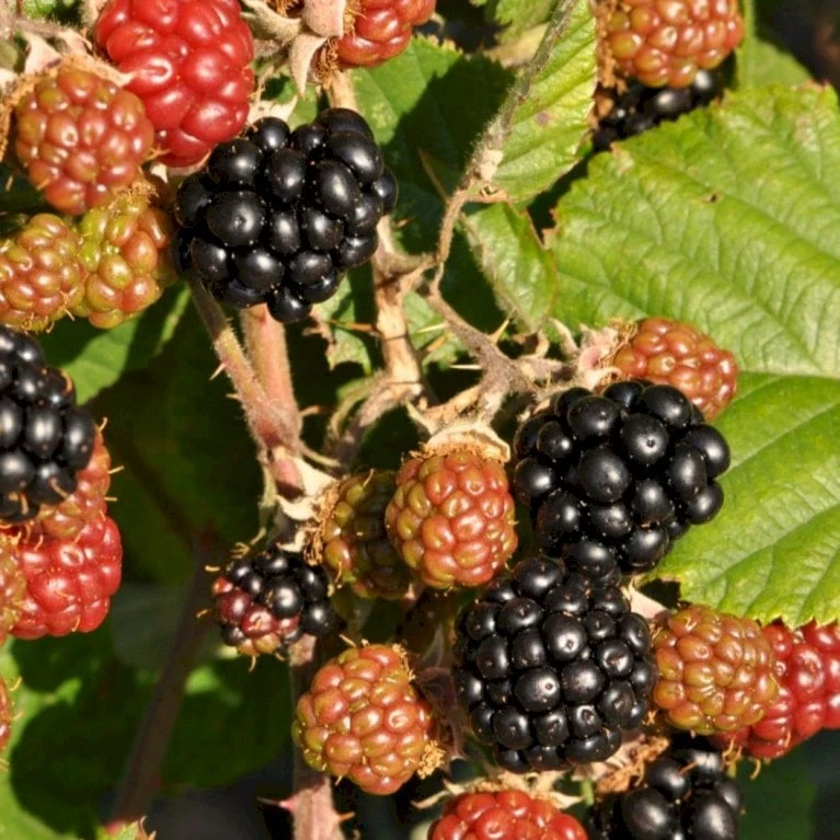 Brombær 'Asterina'® Rubus Fruticosus 'Asterina'® Potte 2,0 Liter,- Opbundet 3 Brombær 'Asterina'® Rubus Fruticosus 'Asterina'® Potte 2,0 Liter,- Opbundet