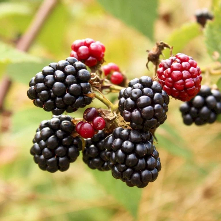 Brombær 'Asterina'® Rubus Fruticosus 'Asterina'® Potte 2,0 Liter,- Opbundet 4 Brombær 'Asterina'® Rubus Fruticosus 'Asterina'® Potte 2,0 Liter,- Opbundet - Billede 2