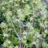 Russisk Mandstro 'White Glitter' Eryngium Planum 'White Glitter' 1 Liter Potte -Montoz Butik p37139 46279 eryngium planum white glitter b090