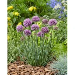 Prydløg 'Little Sapphire' Allium 'Little Sapphire' 2 Liter Potte 9 Prydløg 'Little Sapphire' Allium 'Little Sapphire' 2 Liter Potte -Montoz Butik p37140 46316 allium little sapphire 888d