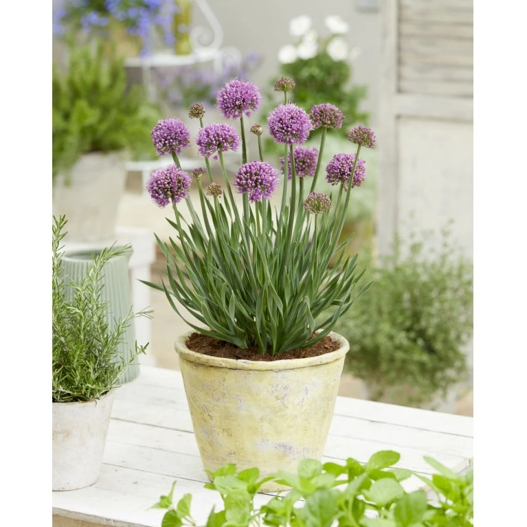 Prydløg 'Little Sapphire' Allium 'Little Sapphire' 2 Liter Potte 3 Prydløg 'Little Sapphire' Allium 'Little Sapphire' 2 Liter Potte