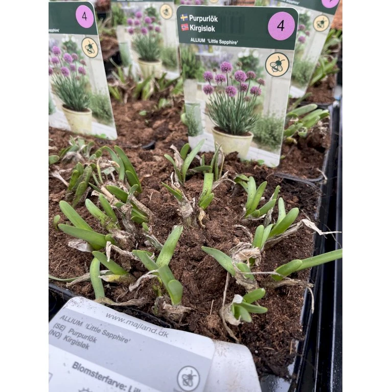 Prydløg 'Little Sapphire' Allium 'Little Sapphire' 2 Liter Potte 5 Prydløg 'Little Sapphire' Allium 'Little Sapphire' 2 Liter Potte - Billede 3