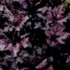 Alunrod 'Black Forest Cake' Heuchera H. 'Black Forest Cake' 1 Liter Potte -Montoz Butik p37147 46962 heuchera h black forest cake e906