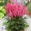 Astilbe 'Younique Pink' Astilbe Arendsii 'Younique Pink' 1 Liter Potte -Montoz Butik p37148 46280 astilbe arendsii younique pink 0488