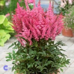 Astilbe 'Younique Pink' Astilbe Arendsii 'Younique Pink' 1 Liter Potte