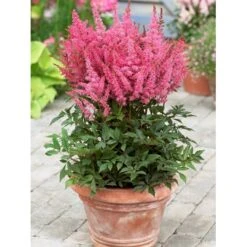 Astilbe 'Younique Pink' Astilbe Arendsii 'Younique Pink' 1 Liter Potte 9 Astilbe 'Younique Pink' Astilbe Arendsii 'Younique Pink' 1 Liter Potte -Montoz Butik p37148 46324 astilbe arendsii younique pink c159