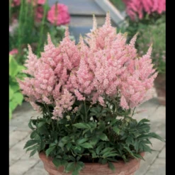Astilbe 'Younique Pink' Astilbe Arendsii 'Younique Pink' 1 Liter Potte 10 Astilbe 'Younique Pink' Astilbe Arendsii 'Younique Pink' 1 Liter Potte -Montoz Butik p37148 46325 astilbe arendsii younique pink fc98