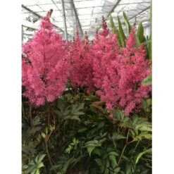Astilbe 'Younique Pink' Astilbe Arendsii 'Younique Pink' 1 Liter Potte 11 Astilbe 'Younique Pink' Astilbe Arendsii 'Younique Pink' 1 Liter Potte -Montoz Butik p37148 46326 astilbe arendsii younique pink caa9