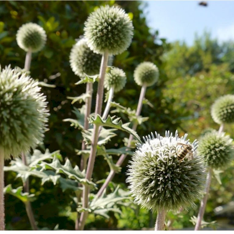 Tidselkugle 'Arctic Glow' Echinops Sphaerocerphalus 'Arctic Glow' 1 Liter Potte 3 Tidselkugle 'Arctic Glow' Echinops Sphaerocerphalus 'Arctic Glow' 1 Liter Potte