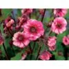 Nellikerod 'Tempo Rose' Geum 'Tempo Rose' 1 Liter Potte -Montoz Butik p37155 46310 geum tempo rose 7993