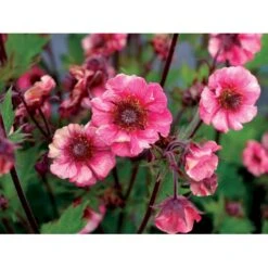 Nellikerod 'Tempo Rose' Geum 'Tempo Rose' 1 Liter Potte