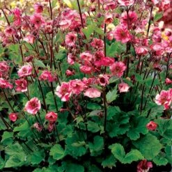 Nellikerod 'Tempo Rose' Geum 'Tempo Rose' 1 Liter Potte -Montoz Butik p37155 46311 geum tempo rose b542