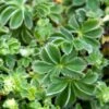 Sølvløvefod Alchemilla Epipsila 1 Liter Potte -Montoz Butik p37179 47021 alchemilla epipsila 2c2a