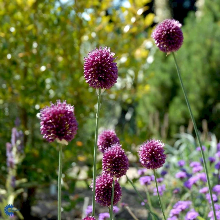 Middelhavs-prydløg Allium Sphaerocephalon 1 Liter Potte 3 Middelhavs-prydløg Allium Sphaerocephalon 1 Liter Potte