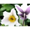 Anemone 'Elfin Swan' Anemone Hybrid 'Elfin Swan' 1 Liter Potte -Montoz Butik p37182 49133 anemone hybrid elfin swan 6724