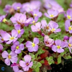 Blåpude 'Florado Blush Bicolour' Aubrieta G. 'Florado Blush Bicolour' 10 Cm. Potte