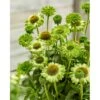 Purpursolhat 'SunSeekers Apple Green' Echinacea 'SunSeekers Apple Green' 1 Liter Potte -Montoz Butik p37188 49096 echinacea sunseekers apple green 79a3