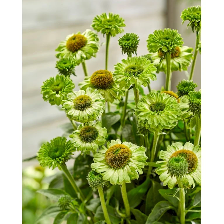 Purpursolhat 'SunSeekers Apple Green' Echinacea 'SunSeekers Apple Green' 1 Liter Potte 3 Purpursolhat 'SunSeekers Apple Green' Echinacea 'SunSeekers Apple Green' 1 Liter Potte