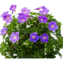 Storkenæb 'Bloom Me Away' Geranium Hybrid 'Bloom Me Away' 1 Liter Potte -Montoz Butik p37190 53949 geranium hybrid bloom me away 5281