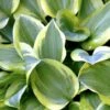 Hosta 'Snow Cap' Hosta Hybrid 'Snow Cap' 1 Liter Potte -Montoz Butik p37194 46961 hosta hybrid snow cap 51d3