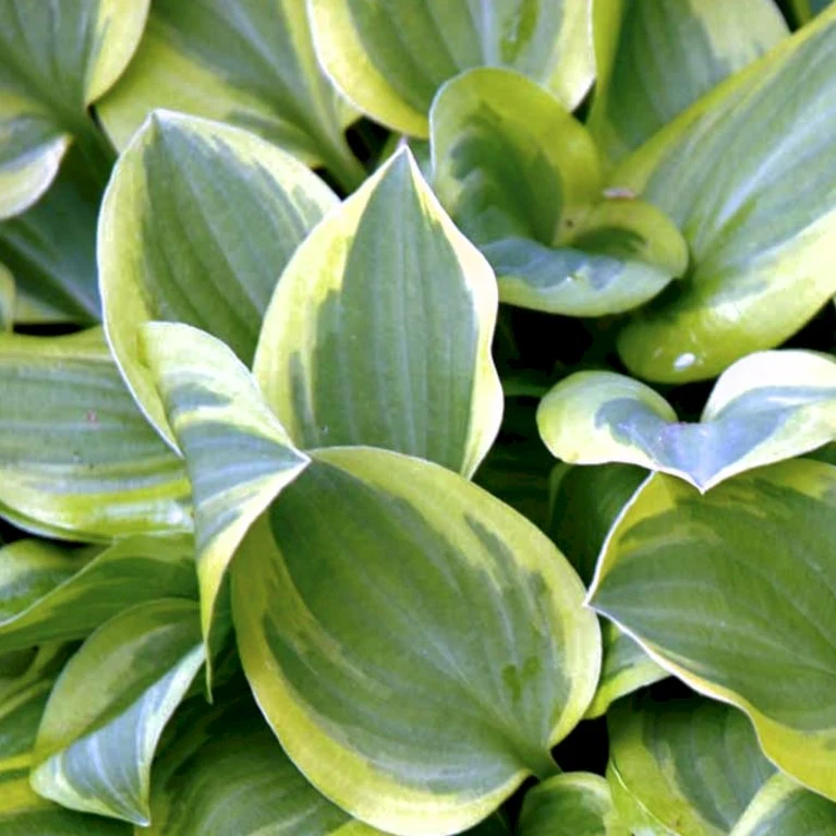 Hosta 'Snow Cap' Hosta Hybrid 'Snow Cap' 1 Liter Potte 3 Hosta 'Snow Cap' Hosta Hybrid 'Snow Cap' 1 Liter Potte