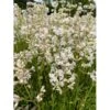Tjærenellike 'Alba Schnee' Lychnis Viscaria 'Alba Schnee' 10 Cm. Potte -Montoz Butik p37199 47436 lychnis viscaria alba schnee e512