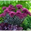 Sankthansurt 'Thunderhead' Sedum Telephium 'Thunderhead' 1 Liter Potte -Montoz Butik p37205 53952 sedum telephium thunderhead 4e00