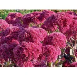 Sankthansurt 'Thunderhead' Sedum Telephium 'Thunderhead' 1 Liter Potte -Montoz Butik p37205 53953 sedum telephium thunderhead 9f73