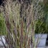Staudehirse 'Cheyenne Sky' Panicum Virgatum 'Cheyenne Sky' 1 Liter Potte -Montoz Butik p37210 51186 panicum virgatum cheyenne sky 563c