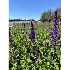 Staude-Salvie 'Caradonna Compact' Salvia Nemorosa 'Caradonna Compact' 1 Liter Potte -Montoz Butik p37250 47131 salvia nemorosa caradonna compact eefa