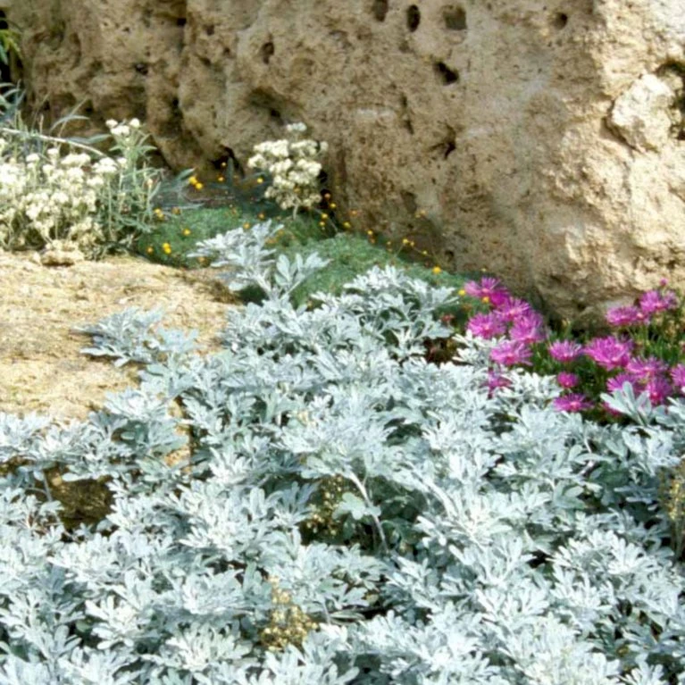 Sølvbynke 'Boughton Silver' Artemisia Stellariana 'Boughton Silver' 1 Liter Potte 3 Sølvbynke 'Boughton Silver' Artemisia Stellariana 'Boughton Silver' 1 Liter Potte