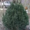 Almindelig Dværg Taks 'Thomsens Dwarf' Taxus Baccata 'Thomsens Dwarf' Med Klump,- 40-50 Cm. 2 Almindelig Dværg Taks 'Thomsens Dwarf' Taxus Baccata 'Thomsens Dwarf' Med Klump,- 40-50 Cm. -Montoz Butik p3736 53494 taxus baccata thomsens dwarf bb21