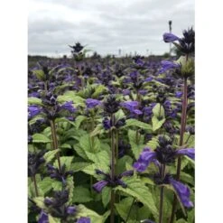 Blåkant 'Bokratune' Nepeta Neptune 'Bokratune' 1 Liter Potte -Montoz Butik p37370 47555 nepeta neptune bokratune 6b38