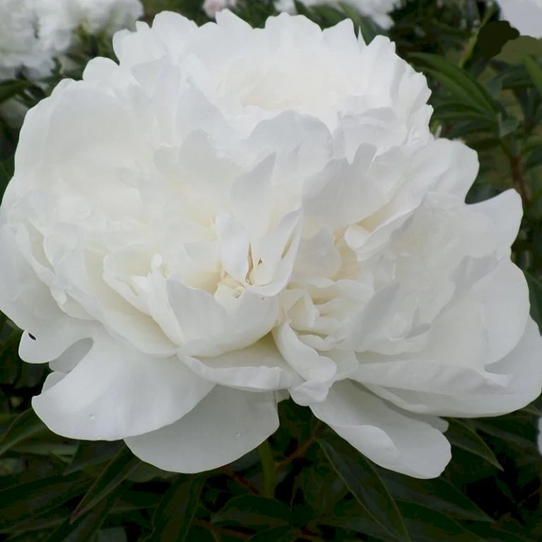 Silkepæon 'Mme Claude Tain' Paeonia Lactiflora 'Mme Claude Tain' 3 Liter Potte 3 Silkepæon 'Mme Claude Tain' Paeonia Lactiflora 'Mme Claude Tain' 3 Liter Potte