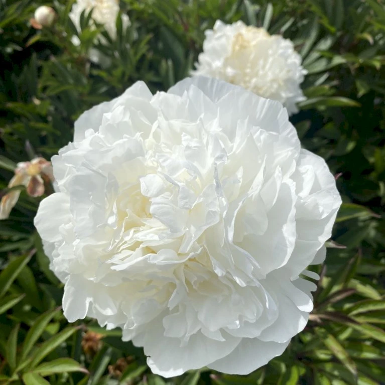 Silkepæon 'Mme Claude Tain' Paeonia Lactiflora 'Mme Claude Tain' 3 Liter Potte 4 Silkepæon 'Mme Claude Tain' Paeonia Lactiflora 'Mme Claude Tain' 3 Liter Potte - Billede 2