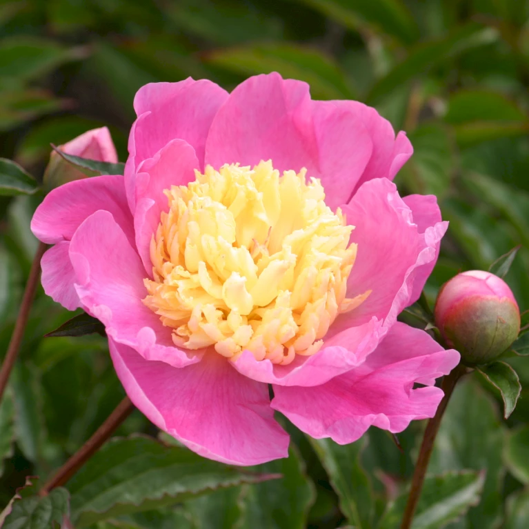 Silkepæon 'Mr. G. F. Hemerik' Paeonia Lactiflora 'Mr. G. F. Hemerik' 3 Liter Potte 3 Silkepæon 'Mr. G. F. Hemerik' Paeonia Lactiflora 'Mr. G. F. Hemerik' 3 Liter Potte