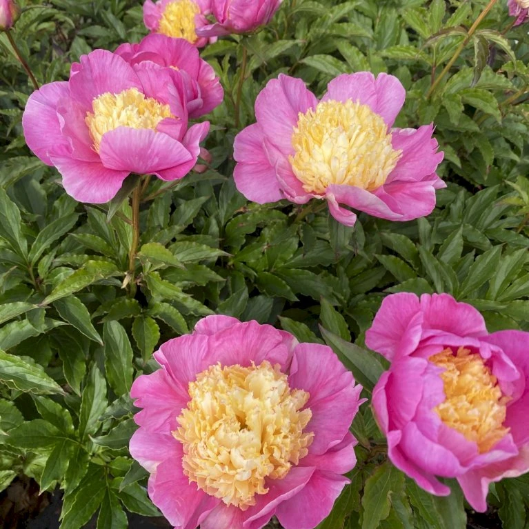 Silkepæon 'Mr. G. F. Hemerik' Paeonia Lactiflora 'Mr. G. F. Hemerik' 3 Liter Potte 4 Silkepæon 'Mr. G. F. Hemerik' Paeonia Lactiflora 'Mr. G. F. Hemerik' 3 Liter Potte - Billede 2