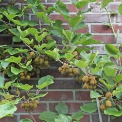 Kiwi 'Hayward' Actinidia Chinensis 'Hayward' (Hunplante) Potte 2,0 Liter,- Opbundet 60-100 Cm -Montoz Butik p37438 50526 actinidia chinensis hayward hunplante 33f6