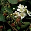 Brombær 'Black Cascade'® Rubus Fruticosus 'Black Cascade'® Potte 2,0 Liter,- Opbundet -Montoz Butik p37466 48811 rubus fruticosus black cascade e8bd
